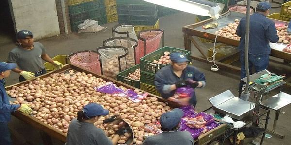 Colombian farmers association Fedepapa rejects the import of potatoes for the processing industry