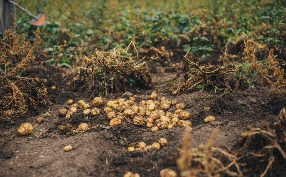 La producción de papa en Panamá aumentó un 28.8% durante el último ciclo agrícola, impulsada por la expansión de la superficie sembrada y cosechada, según datos oficiales del Ministerio de Desarrollo Agropecuario (MIDA). La producción de papa en Panamá aumentó un 28.8% durante el último ciclo agrícola, impulsada por la expansión de la superficie sembrada y cosechada, según datos oficiales del Ministerio de Desarrollo Agropecuario (MIDA).