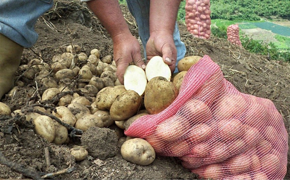 Colombia: Siembra de papa puede bajar hasta 10.000 hectáreas en 2021 Colombia: Siembra de papa puede bajar hasta 10.000 hectáreas en 2021