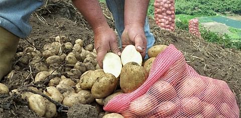 Colombia: Siembra de papa puede bajar hasta 10.000 hectáreas en 2021
