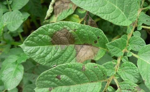 En Colombia, 68 mil has de papa están afectadas en mayor o menor proporción por el tizón tardío, debido a las intensas lluvias En Colombia, 68 mil has de papa están afectadas en mayor o menor proporción por el tizón tardío, debido a las intensas lluvias