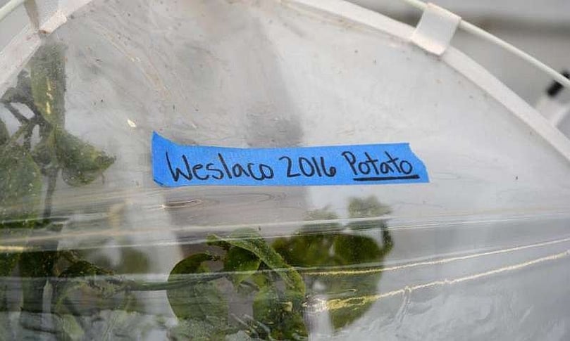 Colonies of the potato psyllid from all major potato-producing areas of Texas were studied. Colonies of the potato psyllid from all major potato-producing areas of Texas were studied.