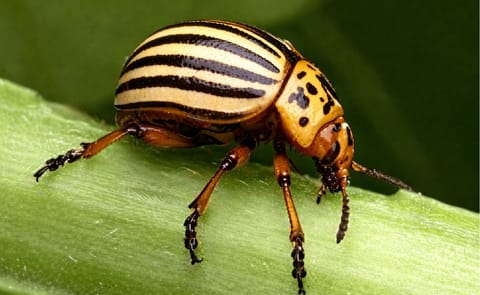 Researchers barcode Colorado potato beetle for enhanced tracking and control Researchers barcode Colorado potato beetle for enhanced tracking and control