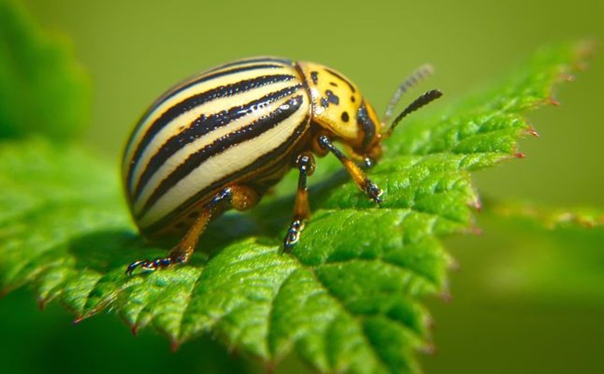 A call to action on Colorado beetle threat