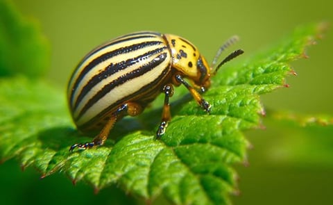 A call to action on Colorado beetle threat A call to action on Colorado beetle threat