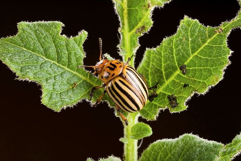 A Colorado Potato Beetle (CPB) munching away potato leaves (Courtesy: ARS)