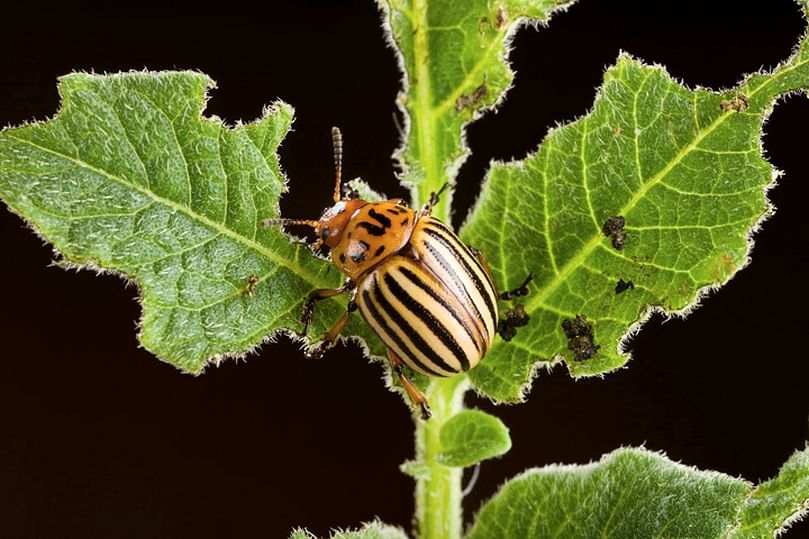 A Colorado Potato Beetle (CPB) munching away potato leaves (Courtesy: ARS) A Colorado Potato Beetle (CPB) munching away potato leaves (Courtesy: ARS)