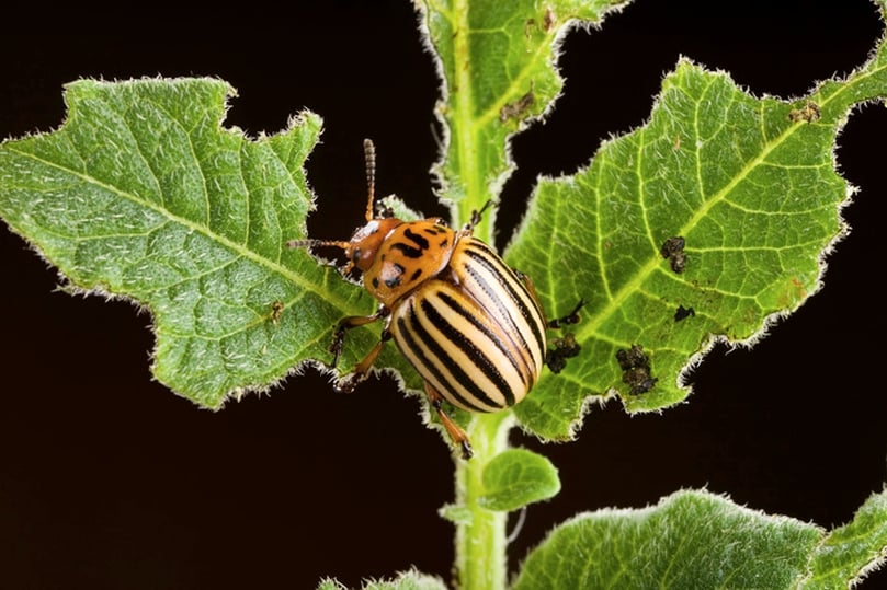 A Colorado Potato Beetle (CPB) munching away potato leaves (Courtesy: ARS) A Colorado Potato Beetle (CPB) munching away potato leaves (Courtesy: ARS)