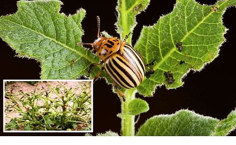 Imidacloprid is an effective insecticide against the Colorado potato beetle, which can seriously damage potato crops (Courtesy: ARS-USDA, CFIA) Imidacloprid is an effective insecticide against the Colorado potato beetle, which can seriously damage potato crops (Courtesy: ARS-USDA, CFIA)
