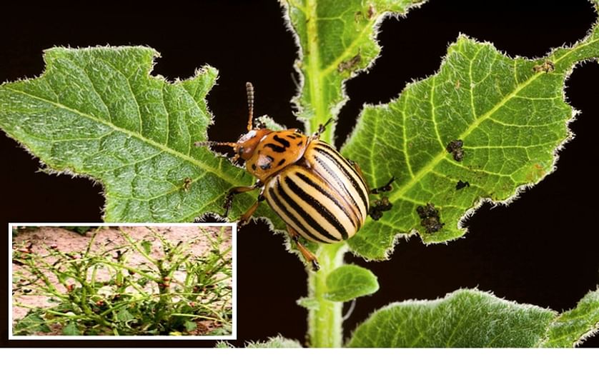Imidacloprid is an effective insecticide against the Colorado potato beetle, which can seriously damage potato crops (Courtesy: ARS-USDA, CFIA)