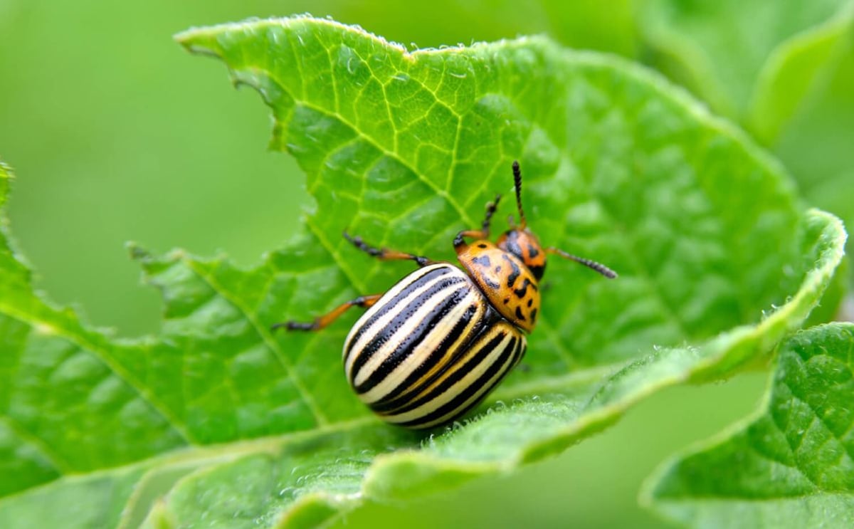 To protect crops, farmers could promote potato beetle cannibalism To protect crops, farmers could promote potato beetle cannibalism