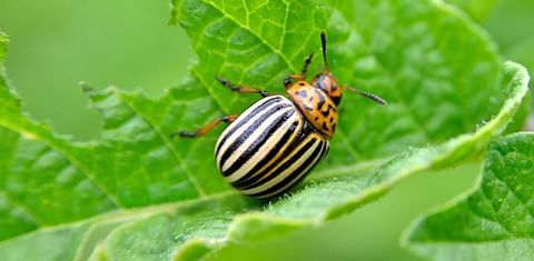 To protect crops, farmers could promote potato beetle cannibalism