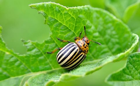 Colorado potato beetles can decimate spud crops by devouring the plants’ foliage. Colorado potato beetles can decimate spud crops by devouring the plants’ foliage.