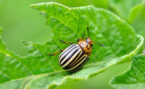 Colorado potato beetles can decimate spud crops by devouring the plants’ foliage. Colorado potato beetles can decimate spud crops by devouring the plants’ foliage.