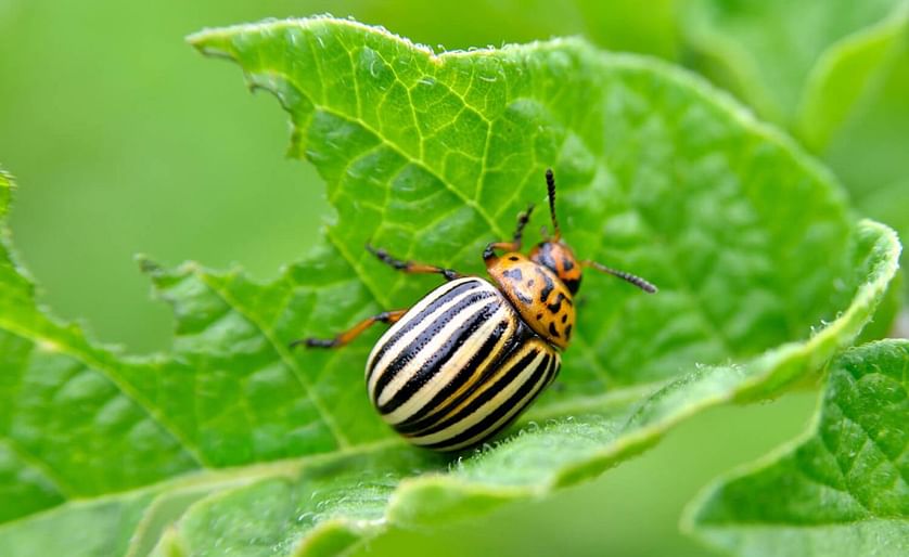 Colorado potato beetles can decimate spud crops by devouring the plants’ foliage.
