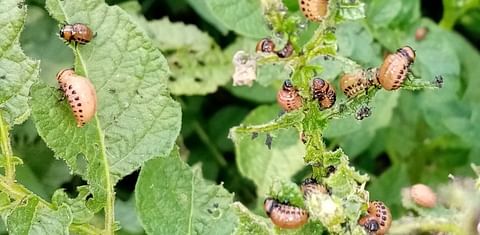 How Colorado Potato Beetles Beat Pesticides