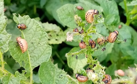 Native to the Rocky Mountains, the Colorado potato beetle has now spread to many parts of the world, chowing potato leaves, costing farmers millions—and quickly overcoming most every pesticide thrown in its way. A new UVM study sheds light on how these Native to the Rocky Mountains, the Colorado potato beetle has now spread to many parts of the world, chowing potato leaves, costing farmers millions—and quickly overcoming most every pesticide thrown in its way. A new UVM study sheds light on how these