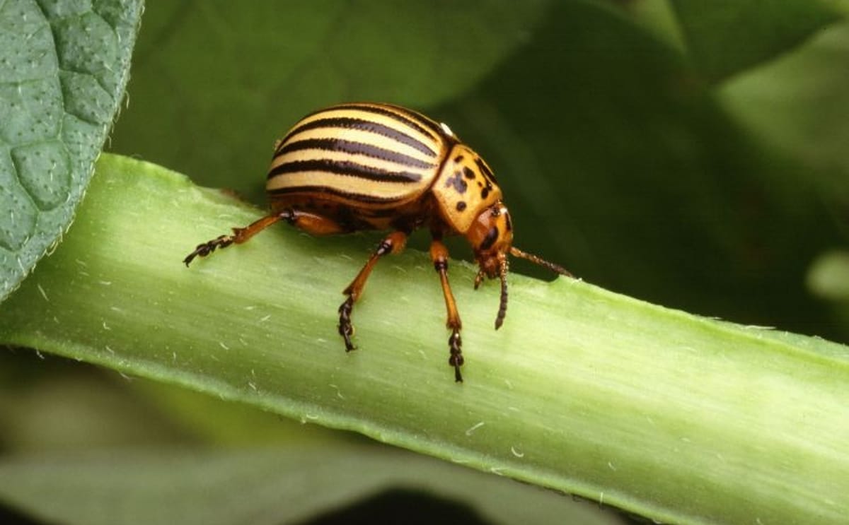 Study by Michigan State University and University of Wisconsin shows heat and moisture drive Colorado potato beetle outbreaks.