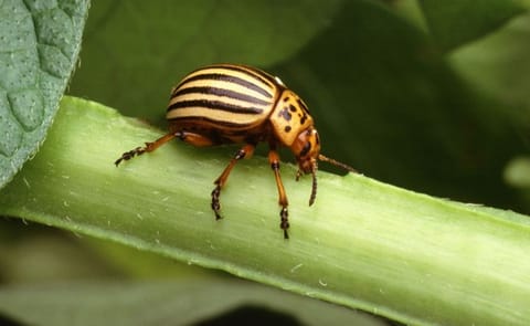 Study by Michigan State University and University of Wisconsin shows heat and moisture drive Colorado potato beetle outbreaks. Study by Michigan State University and University of Wisconsin shows heat and moisture drive Colorado potato beetle outbreaks.