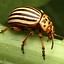 Colorado Potato Beetle