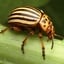 Colorado Potato Beetle