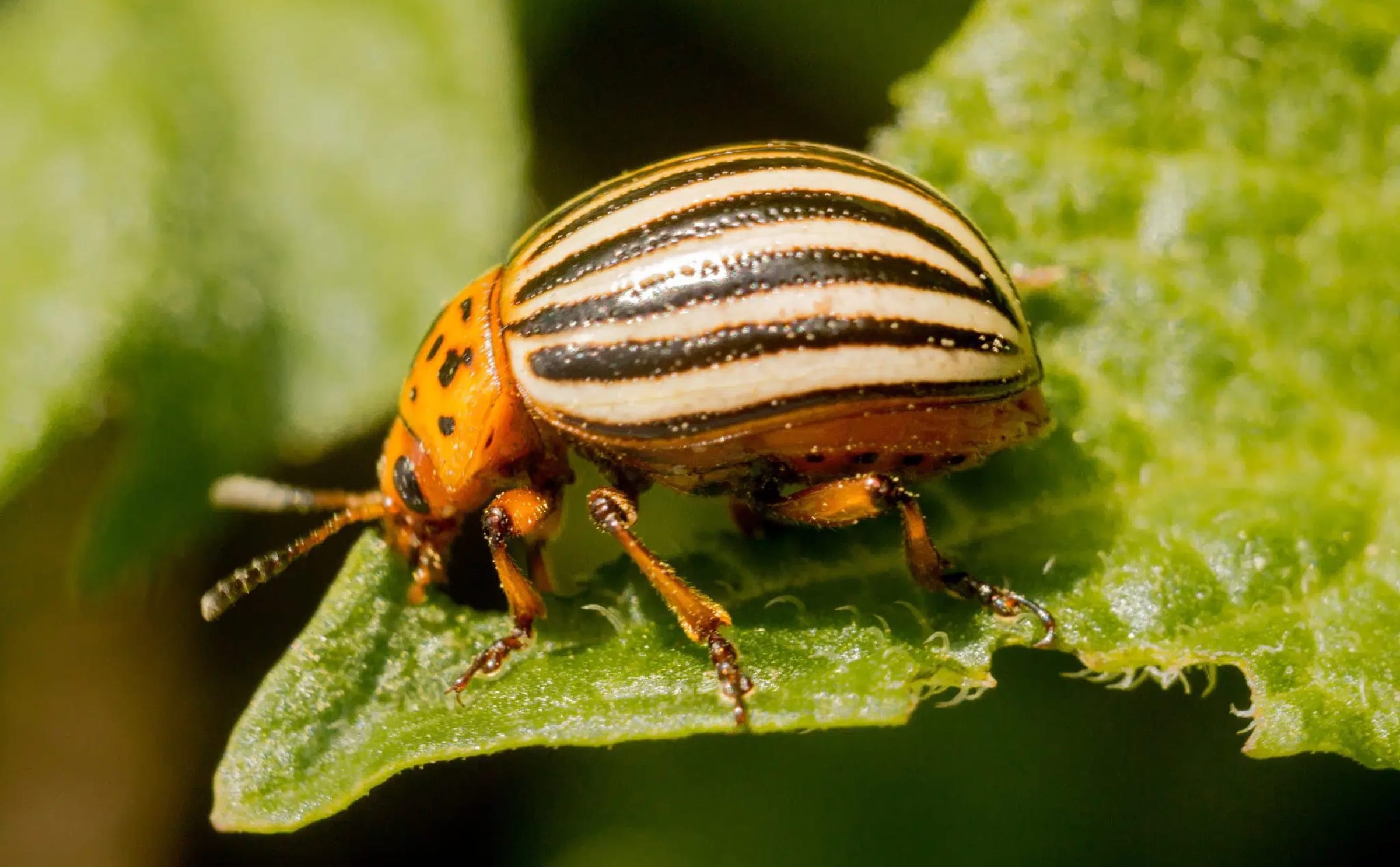 Colorado potato beetle