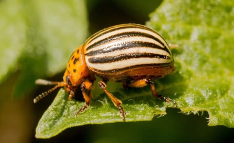 Colorado potato beetle Colorado potato beetle
