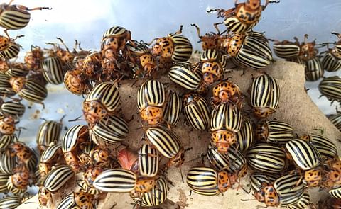 The Colorado potato beetle’s rapid spread, hardiness, and recognizable tiger-like stripes have caught global attention since it began infesting potatoes in the 1800s (Courtesy: Zach Cohen) The Colorado potato beetle’s rapid spread, hardiness, and recognizable tiger-like stripes have caught global attention since it began infesting potatoes in the 1800s (Courtesy: Zach Cohen)