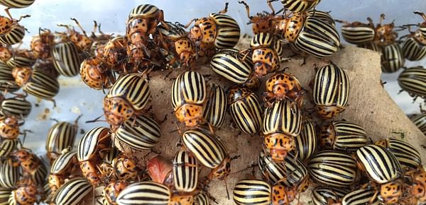 Genome of the Colorado Potato Beetle studied as a model species for agricultural pest