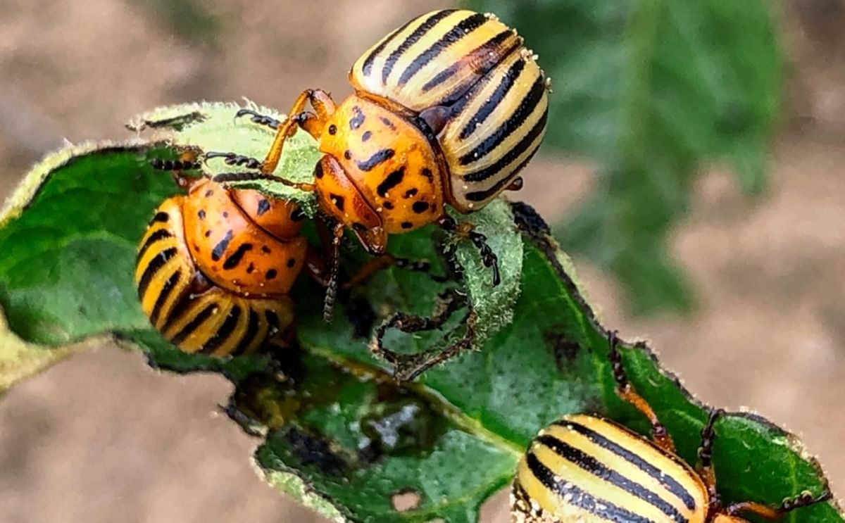 Adult Colorado potato beetles feeding on a potato leaf — the destructive pest targeted by the new RNA-based bioinsecticide Calantha, offering a sustainable breakthrough in crop protection.