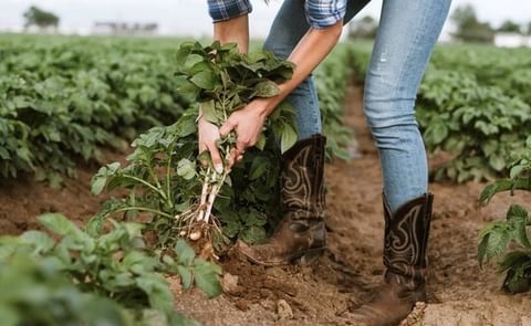 Colorado potato grower Strohauer Farms focuses on the fresh market. Colorado potato grower Strohauer Farms focuses on the fresh market.