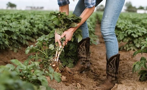 Colorado potato grower Strohauer Farms focuses on the fresh market. Colorado potato grower Strohauer Farms focuses on the fresh market.