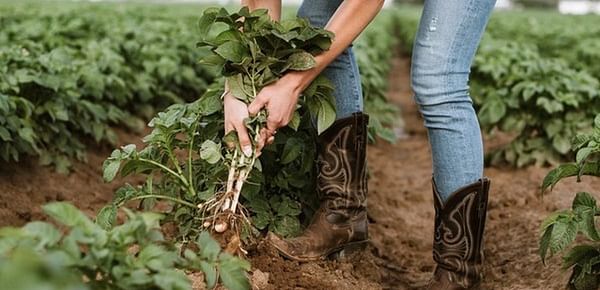 Colorado potato grower Strohauer Farms focuses on the fresh market.