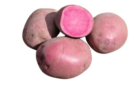 COLORADO ROSE COLORADO ROSE