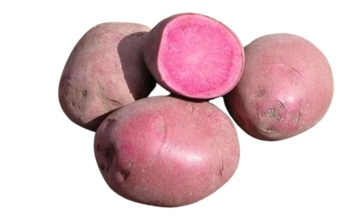 COLORADO ROSE COLORADO ROSE