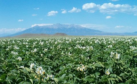 The San Luis Valley area in Colorado is a major growing area for fresh potatoes The San Luis Valley area in Colorado is a major growing area for fresh potatoes