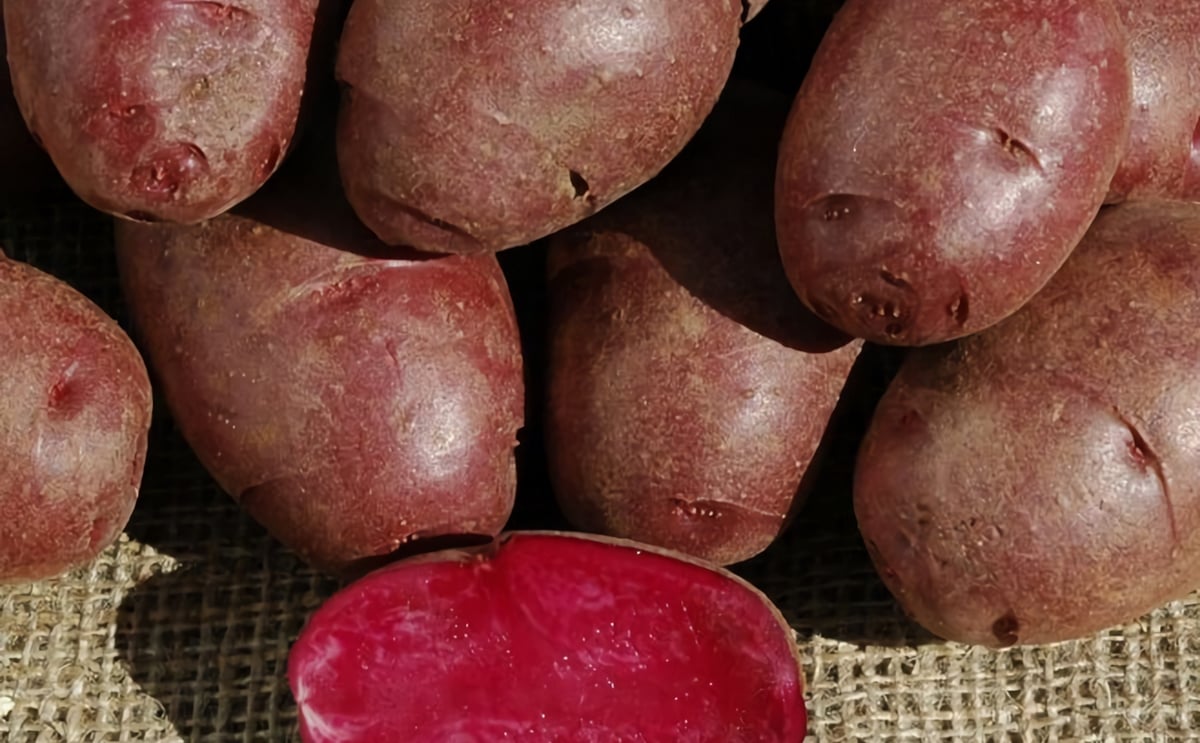 Colorado State University develops nutrient-rich purple potatoes Colorado State University develops nutrient-rich purple potatoes