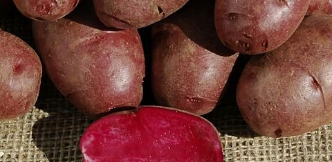 Colorado State University develops nutrient-rich purple potatoes