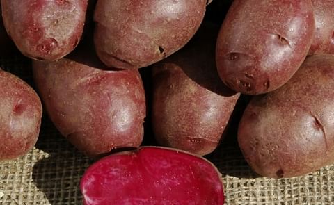 Colorado State University develops nutrient-rich purple potatoes Colorado State University develops nutrient-rich purple potatoes