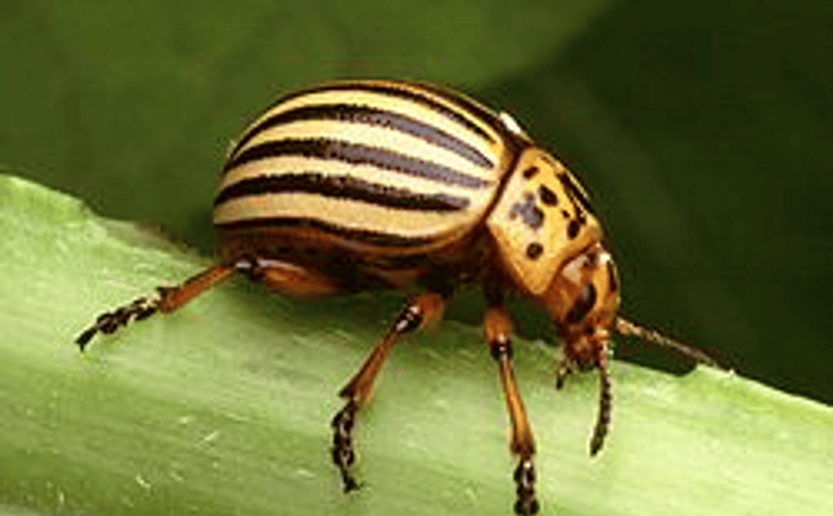 Colorado potato beetle Colorado potato beetle