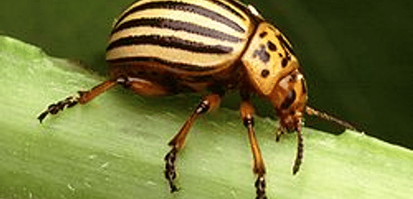  Colorado potato beetle