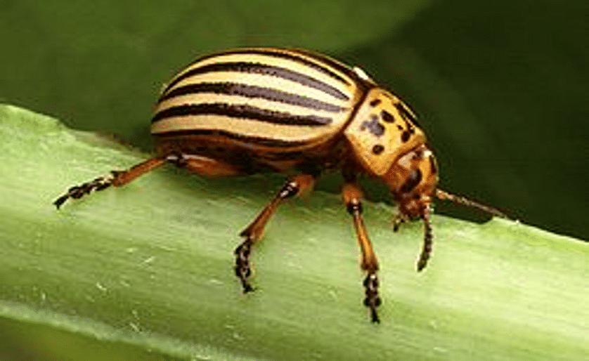 Researchers barcode Colorado potato beetle for enhanced tracking and control