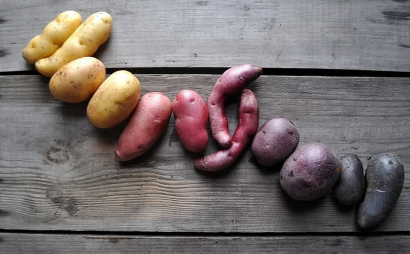 A Rainbow of Fingerlings: Purple, Red and Yellow Varieties A Rainbow of Fingerlings: Purple, Red and Yellow Varieties