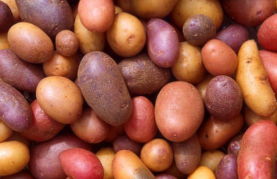 Colourful mix of various potato varieties