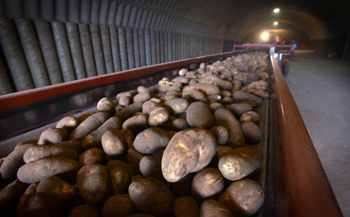 Columbia Basin potato farmers pleased with harvest Columbia Basin potato farmers pleased with harvest