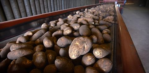 Columbia Basin potato farmers pleased with harvest