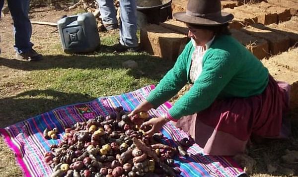 Avanzan estudios de variedad de papa que soporta bajas temperaturas en Perú