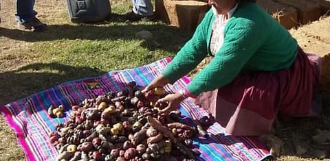 Avanzan estudios de variedad de papa que soporta bajas temperaturas en Perú