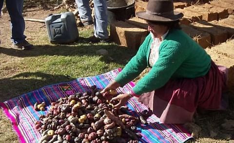 Avanzan estudios de variedad de papa que soporta bajas temperaturas en Perú Avanzan estudios de variedad de papa que soporta bajas temperaturas en Perú