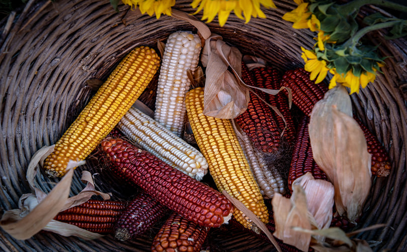 White, yellow, blue and red maize used for corn masa. White, yellow, blue and red maize used for corn masa.